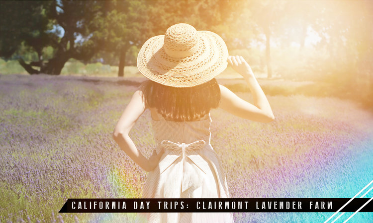 California Day Trips: Clairmont Lavender Farm